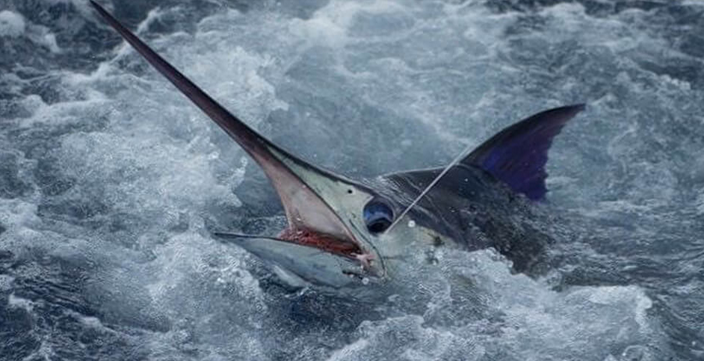 The Fishing The Fishing