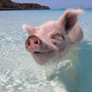 Swimming Pigs Of The Bahamas Swimming Pigs Of The Bahamas